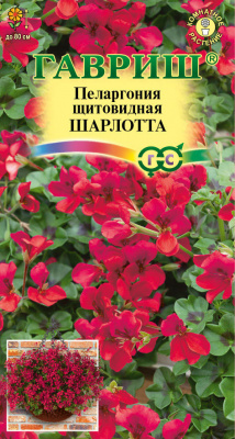 Пеларгония Шарлотта амп. 3шт