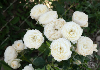 Роза Транквилити (шраб, белая) б/к