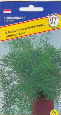 цАспарагус Шпренгера 5шт