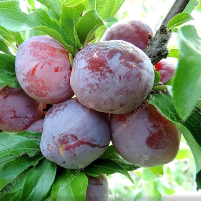 Алыча Сувенир Востока