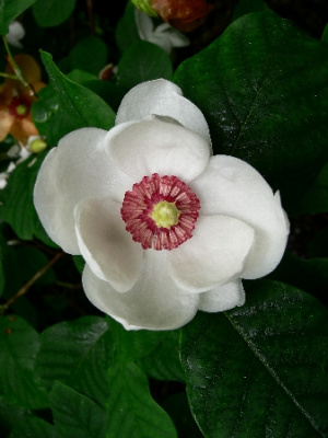 Магнолия Зибольда Р14