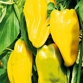 Перец Рафаэль 10шт