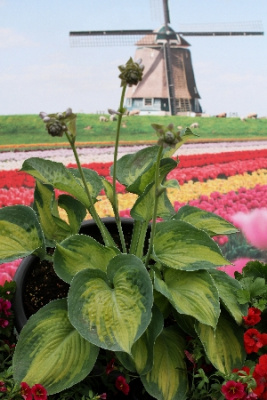Хоста Аллигатор Элли (1 шт)