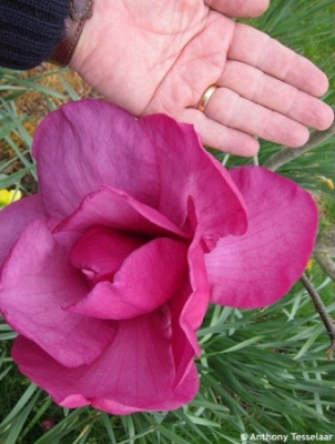 Магнолия Феликс С2