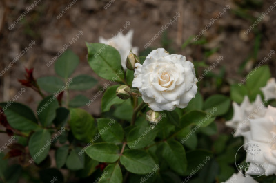 Роза Сноу дэнс (спрей, белый)