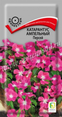цКатарантус Персей амп. 10шт