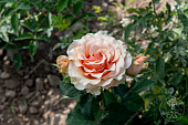 Роза Шантелла  (ч.-гибрид., св-розов.)