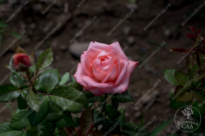 Роза Кисс ми (флориб., розов)