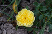 Роза Шарлотта (шраб англ. желтый)