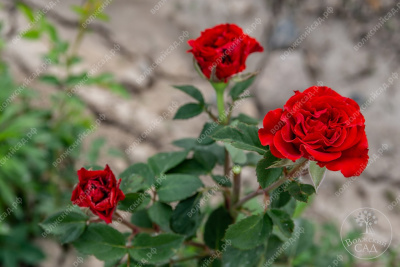 Роза Эль Торо (ч-гибрид, красн)