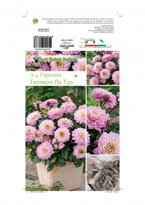 Георгин Ла Тур (1)
