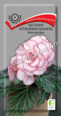 цБегония Шанель Бело-розовая клубн. 5шт