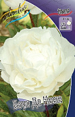 Пион Боул де Неже 3/5 (1 шт)