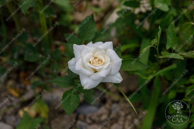 Роза Сноу дэнс (спрей, белый)