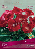 Глоксиния Корина  (1 шт)