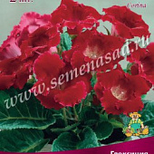 Глоксиния Корина  (1шт)