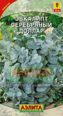 цЭвкалипт Серебряный доллар 5шт