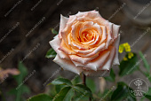 Роза Ашрам (ч.-гибрид, розов.желтый)