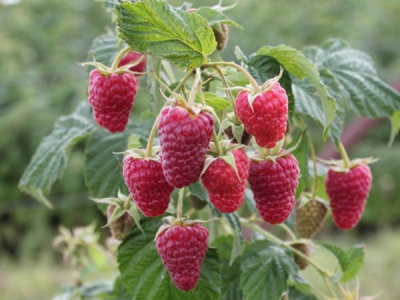 Малина ремонтантная Самородок