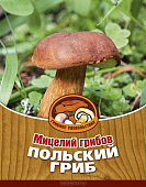 Грибы Польский гриб