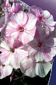 Флокс Пикассо (2 шт)