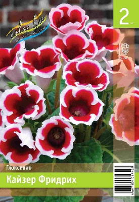 Глоксиния ЭКОНОМ-СЕРИЯ КАЙЗЕР ФРИДРИХ (1/30)