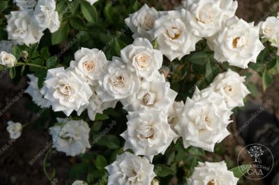 Роза Сноу дэнс (спрей, белый)