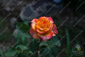 Роза Альмер голд  (ч-гибрид.,красн-желт)