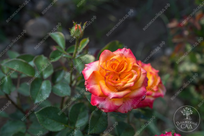 Роза Альмер голд (ч-гибрид.,красн-желт)