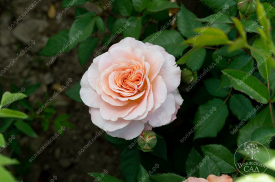 Роза Аугуста Луиза (ч.-гибрид, розов, желт)