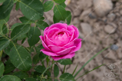 Роза Луис Одиер (плетист, розов)