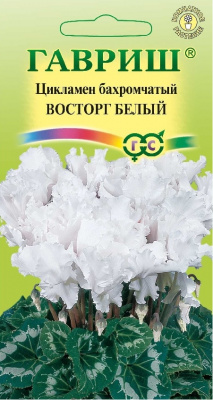цЦикламен Восторг белый 3шт