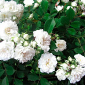Роза Альба (почвопокр, бел)