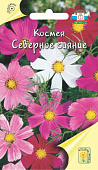 цКосмея Северное сияние