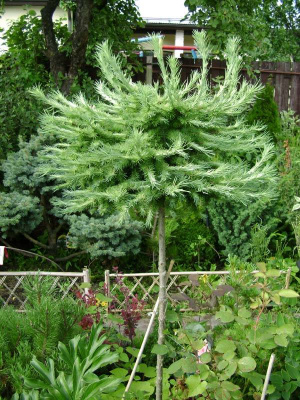 Лиственница японская Блю Дварф 120cm stem