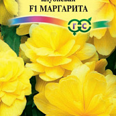 Бегония Маргарита клуб. 4шт