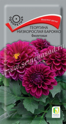 цГеоргина Барокко фиолетовая низк. 0,1г