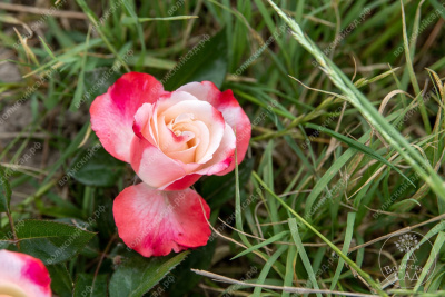 Роза Ностальжи (ч.-гибрид, белый красный) н