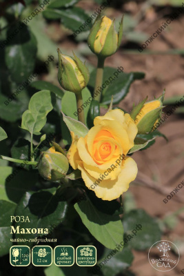 Роза Махона (ч.-гибрид, желт)