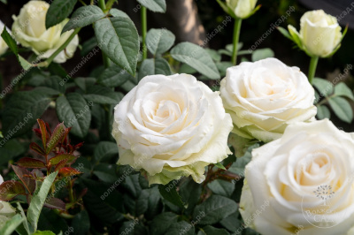 Роза Акито (ч-гибрид, белая)