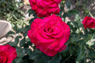 Роза Биг перпл (ч-гибрид, розов)