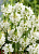 Птицемлечник (орнитогалум) Маунт Фуджи (10 шт.)