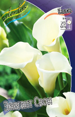 Калла Элегант Свон (2 шт)