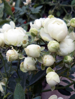 Роза Глобус (мини,белый)