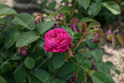 Роза Роз де Решт (парковая, розов.)