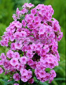 Флокс Эва Куллум (3)