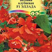 Бегония Эллада клуб. 4шт