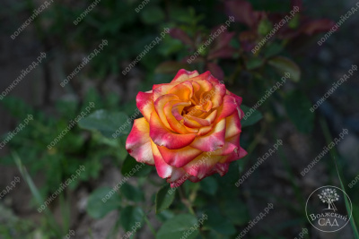 Роза Альмер голд (ч-гибрид.,красн-желт)