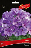 Флокс Полина (1 шт)
