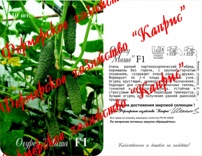 Огурец Маша (20пак*10шт) Нидерланды